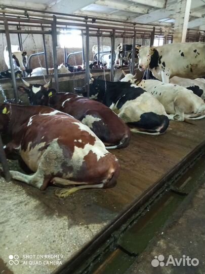 Коровы и нетели