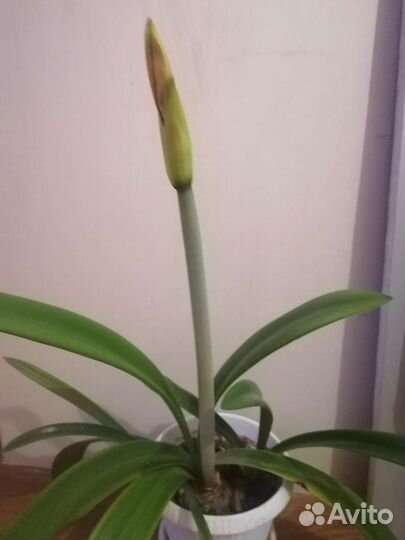 Гиппеаструм