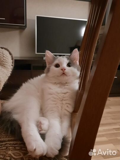 Котенок