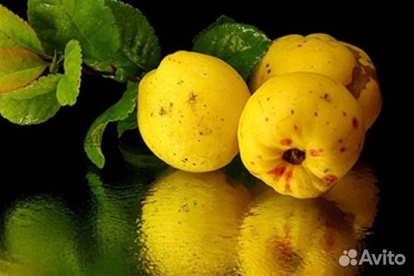 Айва японская