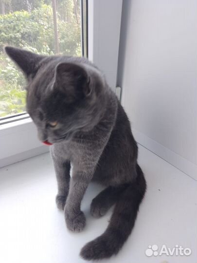 Котята британка