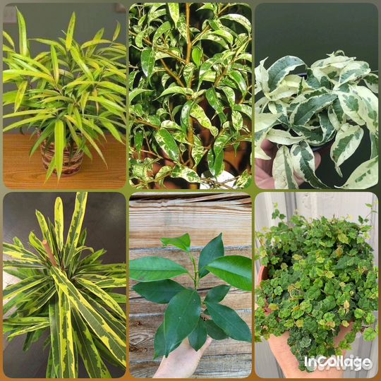 Фикусы разные