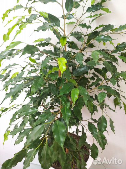 Фикус Бенджамина