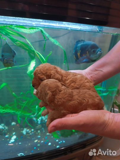 Чистокровные той пуделя