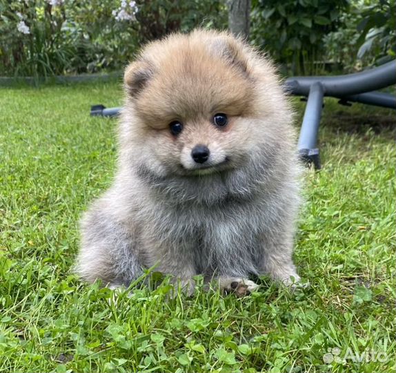 Щенки малого немецкого шпица (видео)