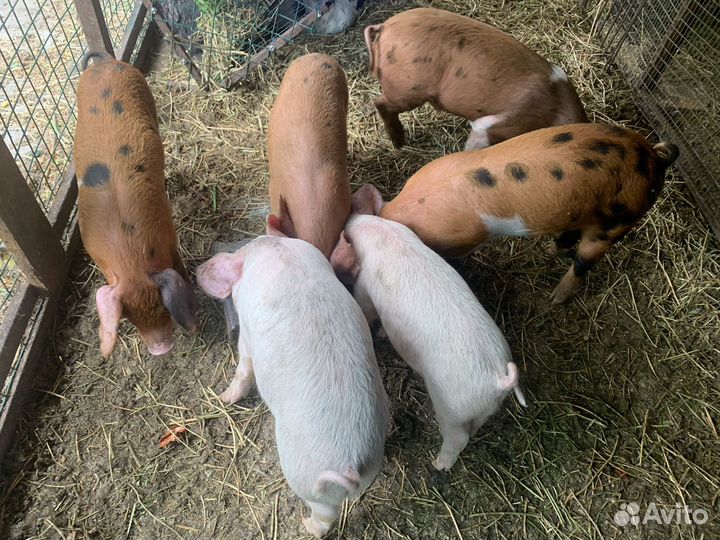 Поросенок ландрас