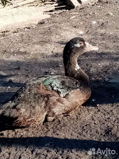 Индоутка мускусная утка