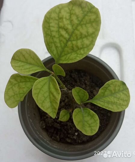 Комнатные цветы