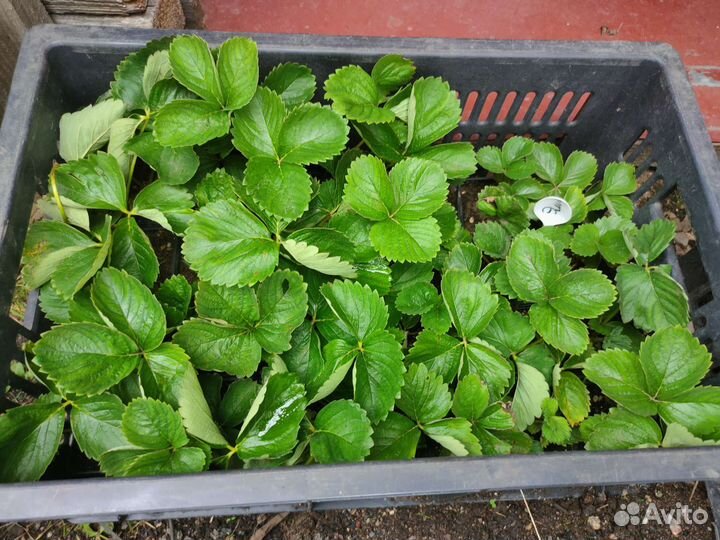 Клубника усы Элиане