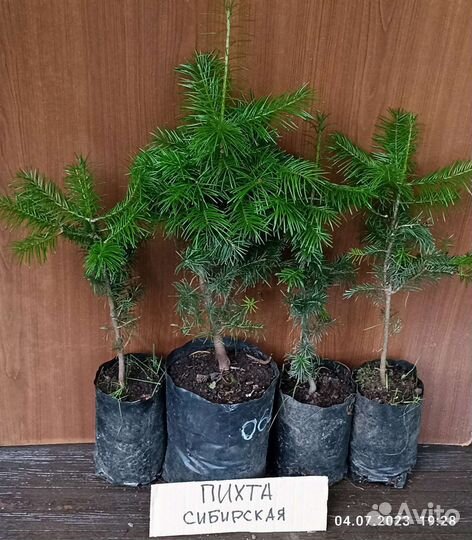 Пихта сибирская высотой 35-40 см возраст 6 лет