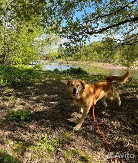 Собака в добрые руки