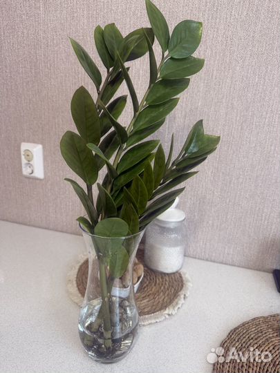 Замиокулькас