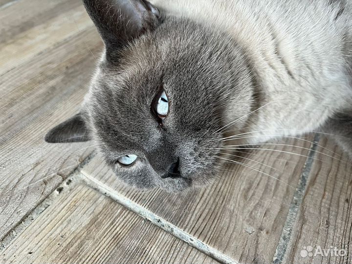 Шотланский кот в дар