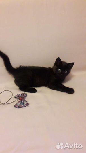 Котенок девочка в добрые руки