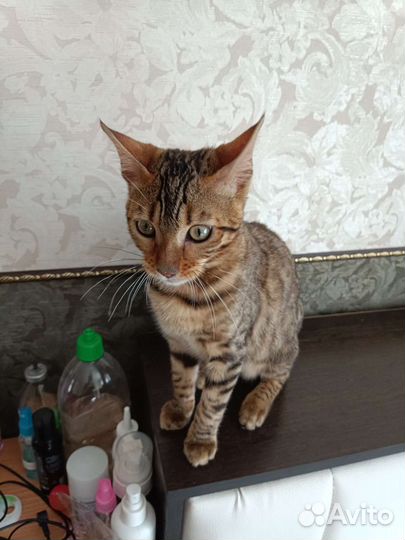 Бенгальский котенок