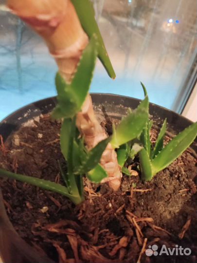 Цветок алоэ вера