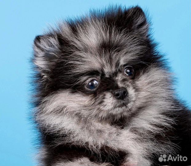 Померанский шпиц