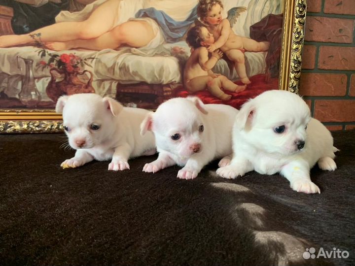 Продам щенки Чихуахуа