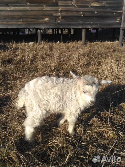 Нубийские козлята