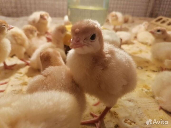 Индюшата суточные