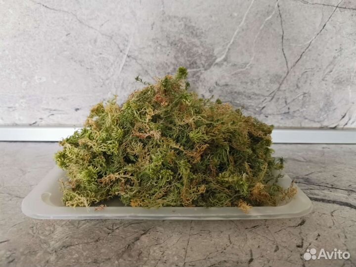 Мох сфагнум сухой