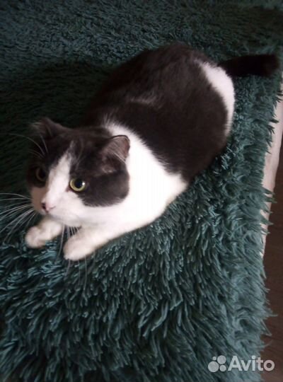 Отдам кота в добрые руки