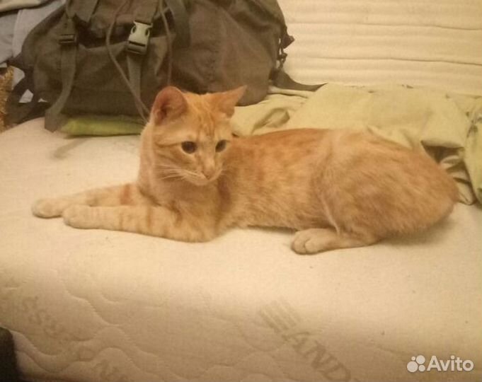 Солнечный рыжий, чудесный котик Любый