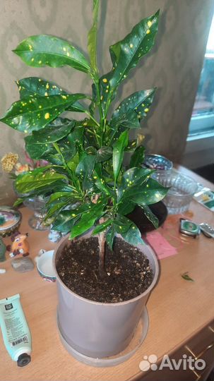 Кодиеум Кротон (Gold Sun )