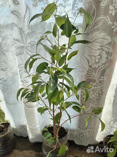 Фикус бенджамина наташа