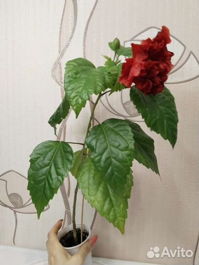 Фикус, Гибискусы