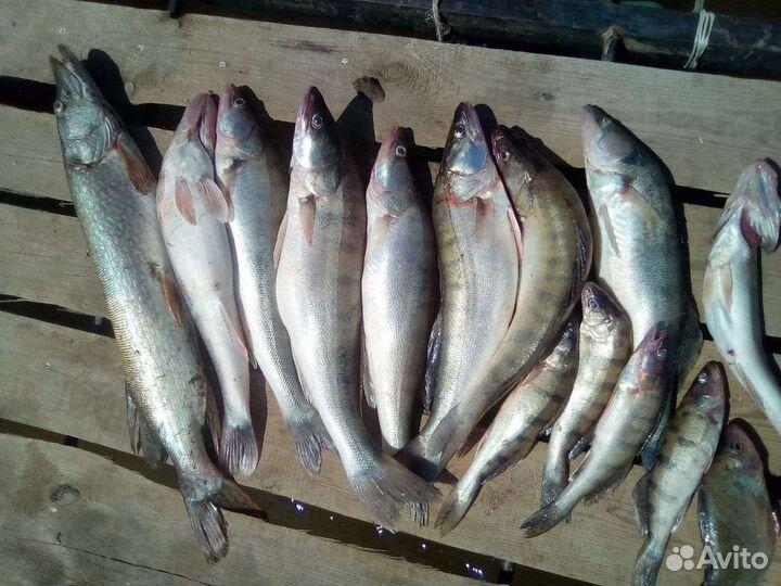 Рыбалка Астрахани. с.Сероглазка