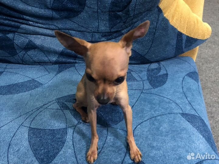 Случка бавсика