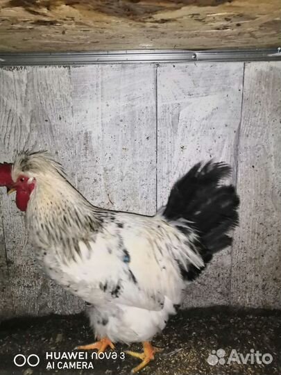 Петухи русская хохлатая, лососевая загорская