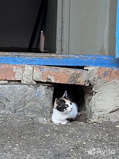 Котята в добрые руки даром