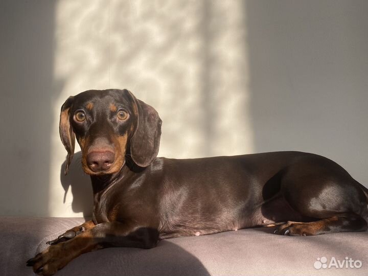 Такса вязка девочка