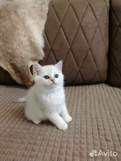 Британские котята