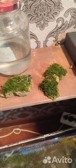 Цветы и аквариумные растения