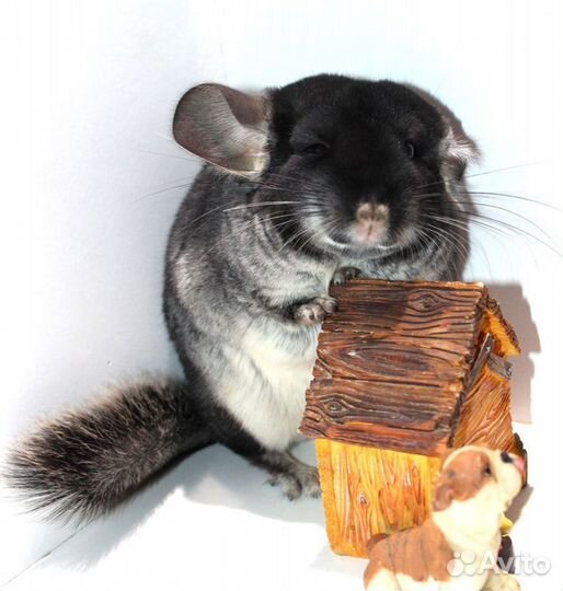 Шиншилла Черный Бархат девочка