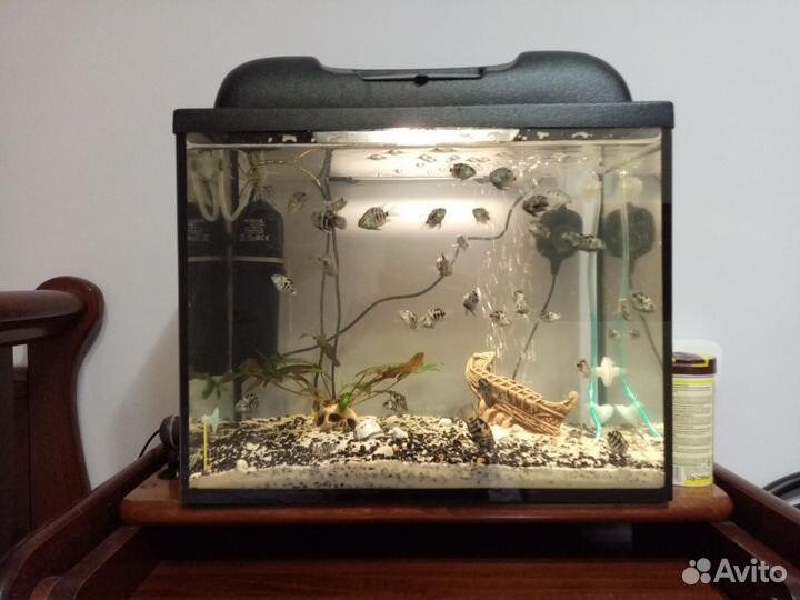 Аквариумы с рыбками