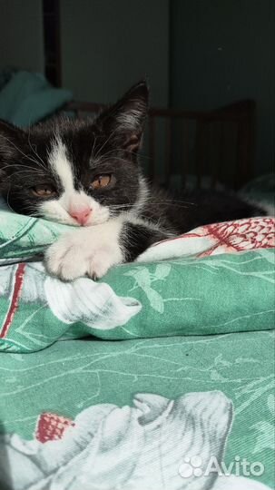 Отдаю котёнка