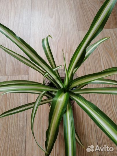 Хлорофитум