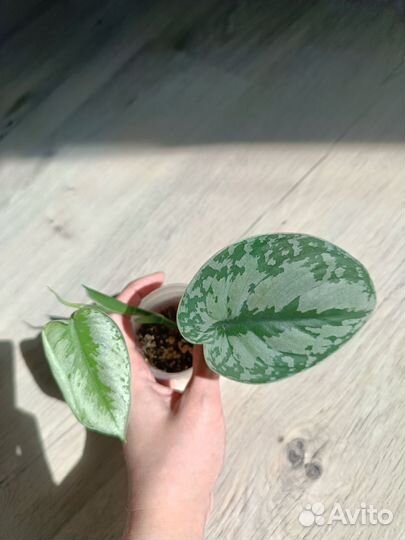 Комнатные растения