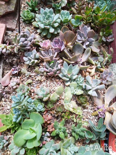 Суккуленты для садиков и флорариумов