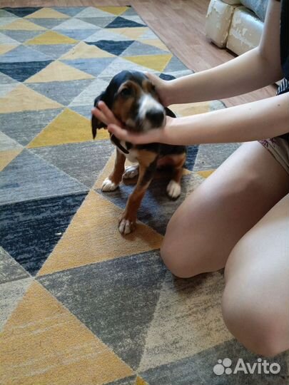 Бигль помесь