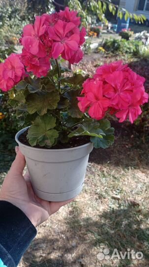 Комнатные домашние растения/ пеларгонии