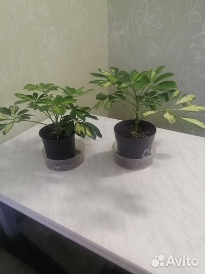 Комнатные цветы шефлера