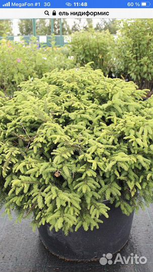 Ель нидиформис