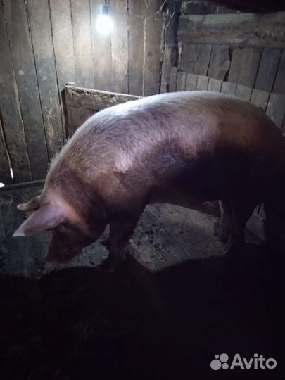 Хряк рабочий