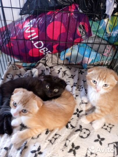 Продам котят