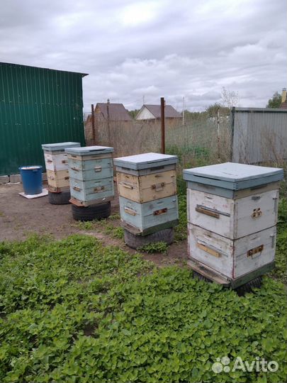 Продам пчел